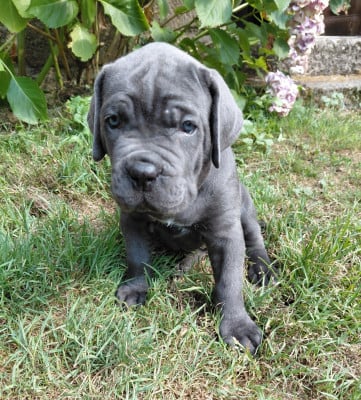 Les chiots de Cane Corso