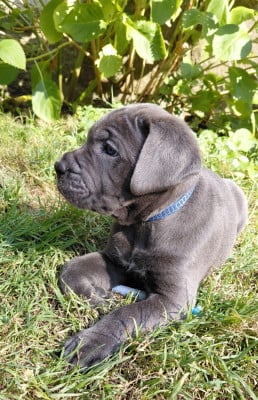 Les chiots de Cane Corso