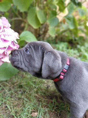 Les chiots de Cane Corso