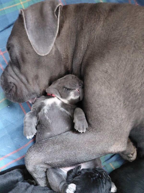 Cane Corso - de Maldako Borda