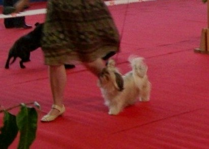 Diamant du Chevalier de la Toison D'Or - 3ème TRES BON