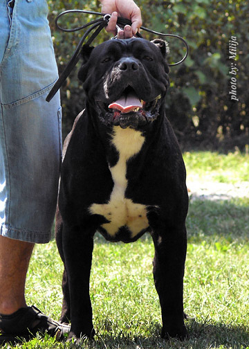 Publication : Hell Angels