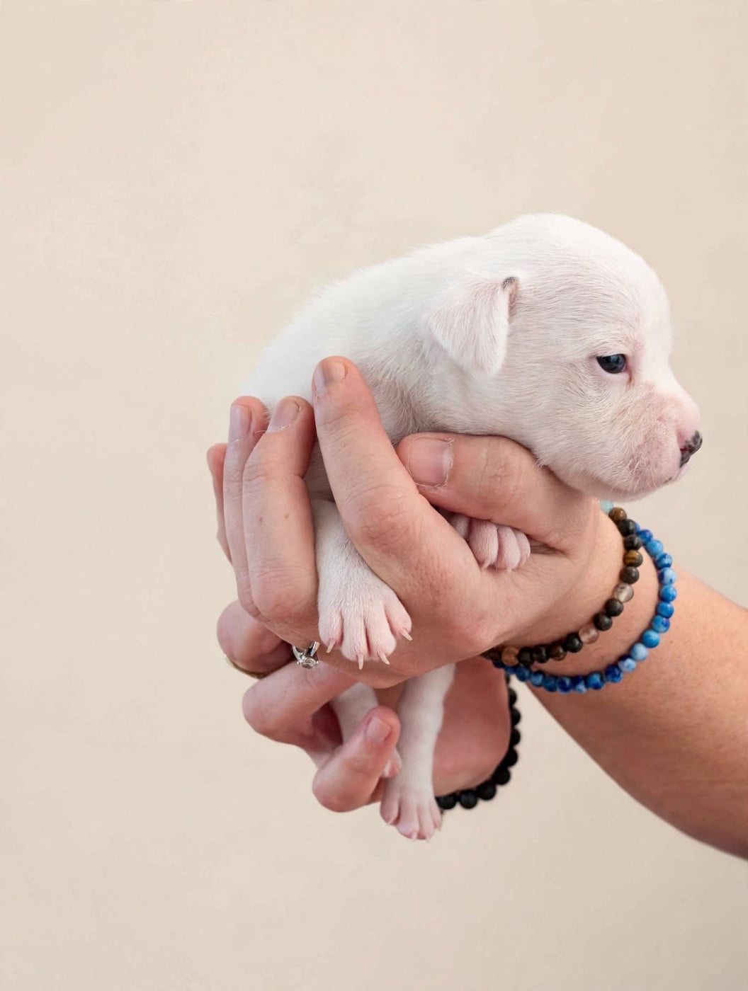 CHIOT 5 - Staffordshire Bull Terrier