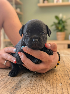 Les chiots de Staffordshire Bull Terrier
