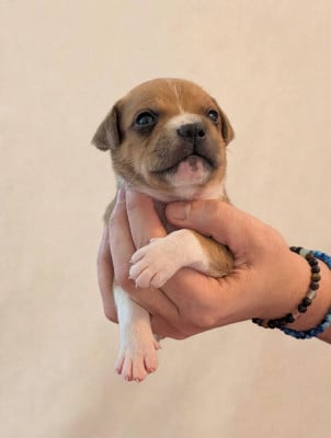 Les chiots de Staffordshire Bull Terrier
