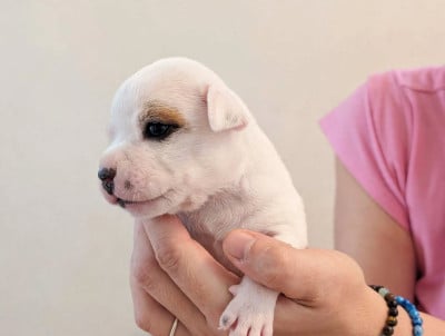 Les chiots de Staffordshire Bull Terrier