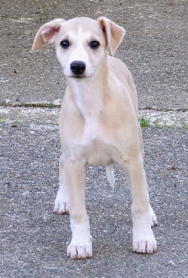 Les chiots de Whippet
