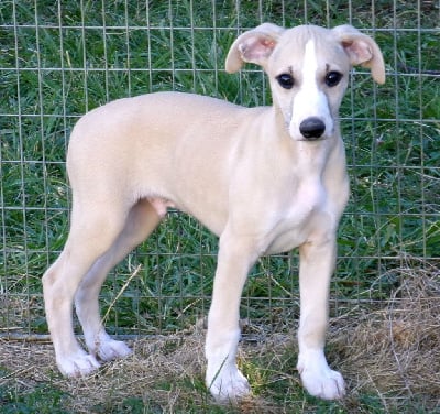 Les chiots de Whippet