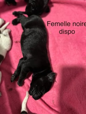 CHIOT FEMELLE NOIRE UNICOLORE - Braque allemand à poil court
