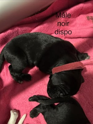 CHIOT MALE NOIR UNICOLORE - Braque allemand à poil court