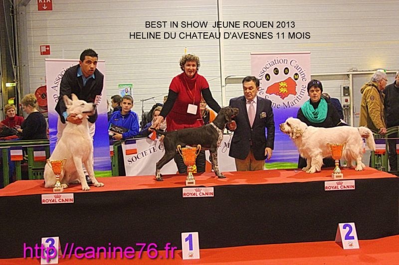 Heline Du chateau d'avesnes - 1 EXCs excellent meilleure jeune 1ère au BEST IN SHOW