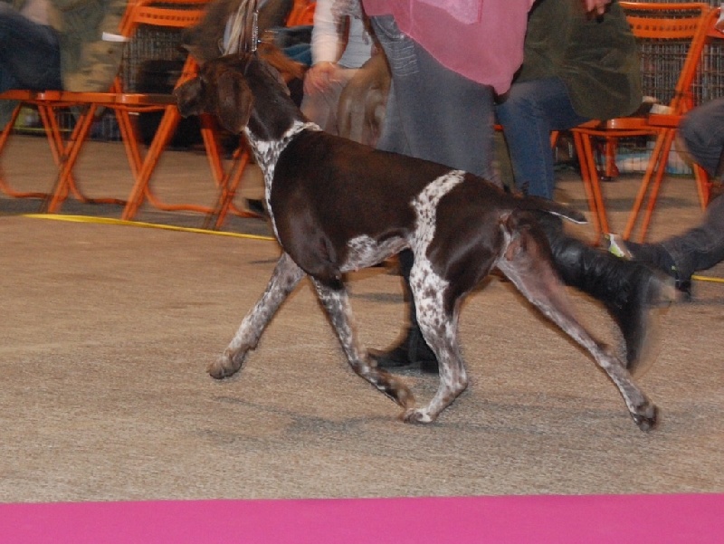 Heline Du chateau d'avesnes - 1 er exc Rcacs
