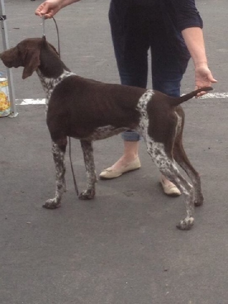 Heline Du chateau d'avesnes - 2ème excellent classe intermediaire