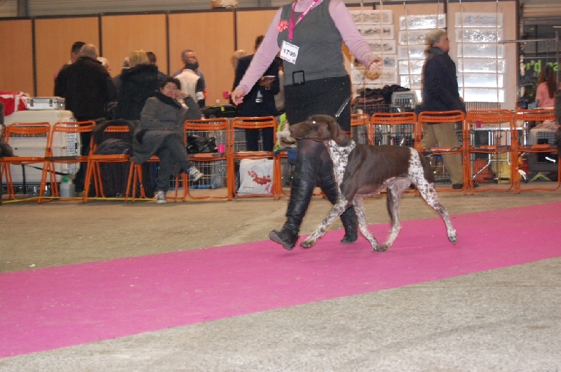 Heline Du chateau d'avesnes - 1 ère exc CACS CACIB meilleure de race