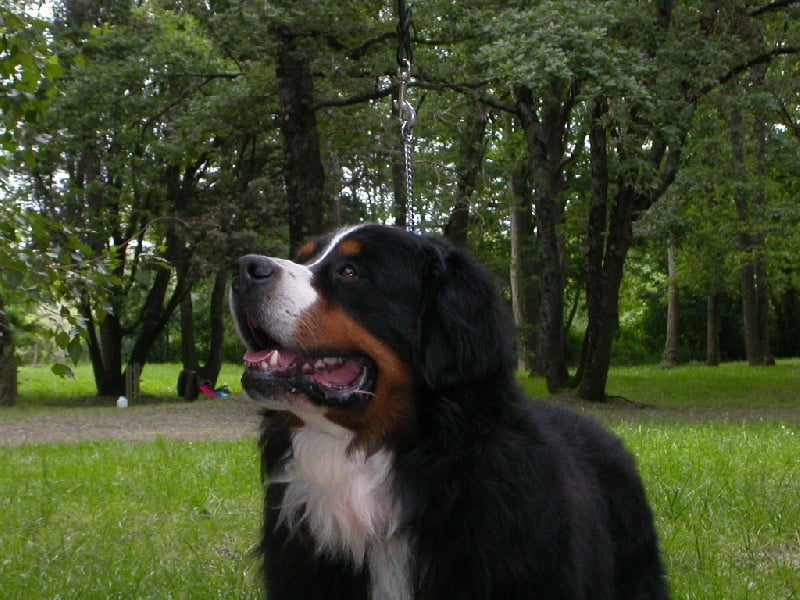 Ulysse De la chance au roy - COM - 6e Excellent, 1er au concours jeune présentateur