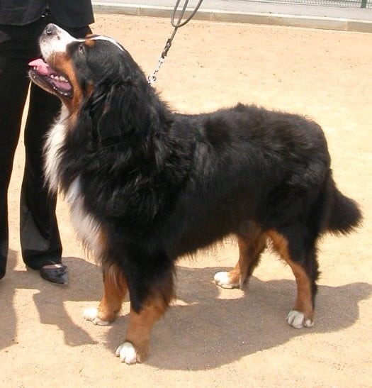 Ulysse De la chance au roy - COM - 1er Exc, CACS, Meilleur de Race, 4e Meilleur chien du 2e groupe