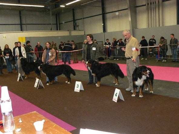 Ulysse De la chance au roy - COM - 1er Exc, CACIB