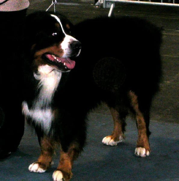 Ulysse De la chance au roy - COM - 2e Exc