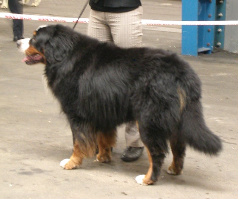 Ulysse De la chance au roy - COM - 2e Exc