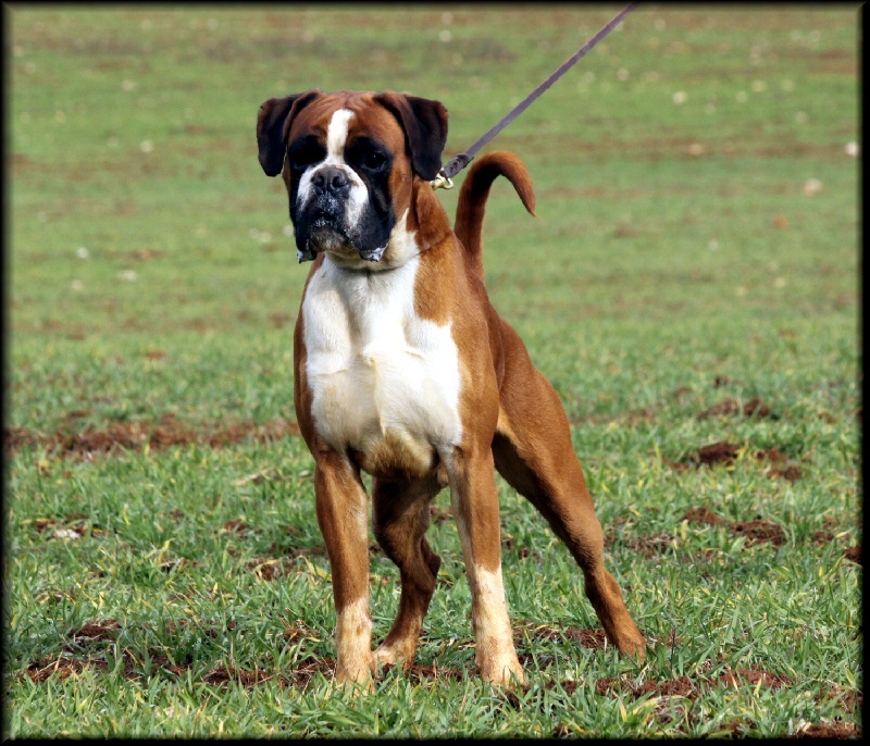 Publication : Mavikaflo's Auteur : José Robert