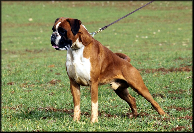 Publication : Mavikaflo's Auteur : José Robert