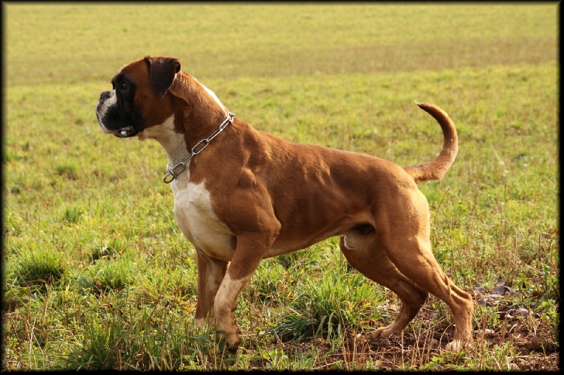 Publication : Mavikaflo's Auteur : José Robert