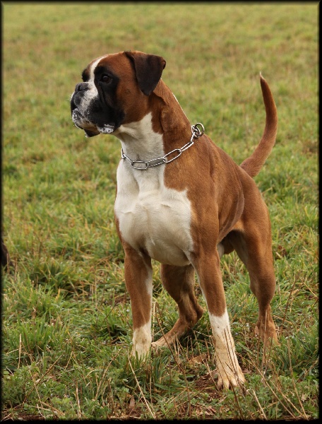 Publication : Mavikaflo's Auteur : José Robert