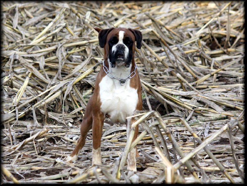 Publication : Mavikaflo's Auteur : José Robert