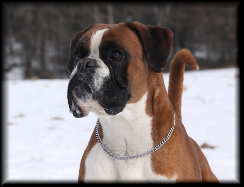 Publication : Mavikaflo's Auteur : José Robert