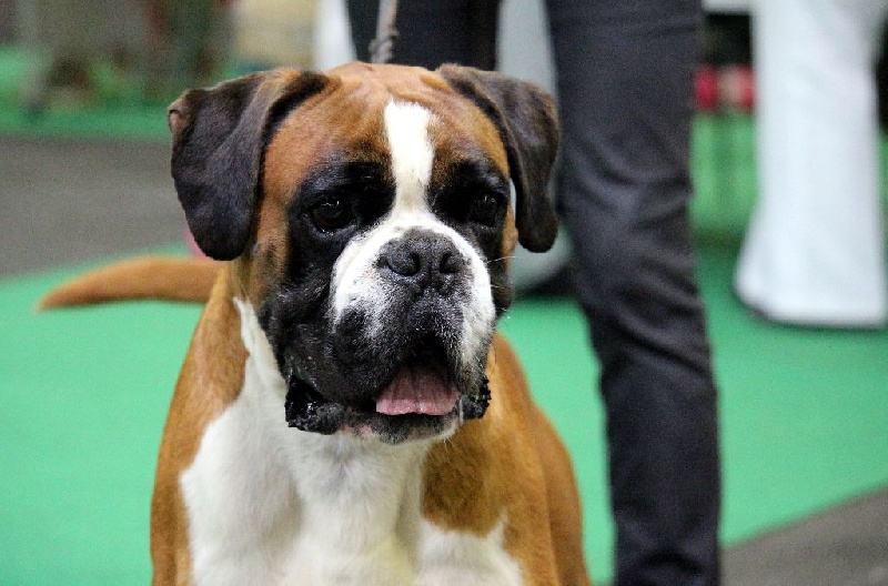 Publication : Mavikaflo's Auteur : José Robert