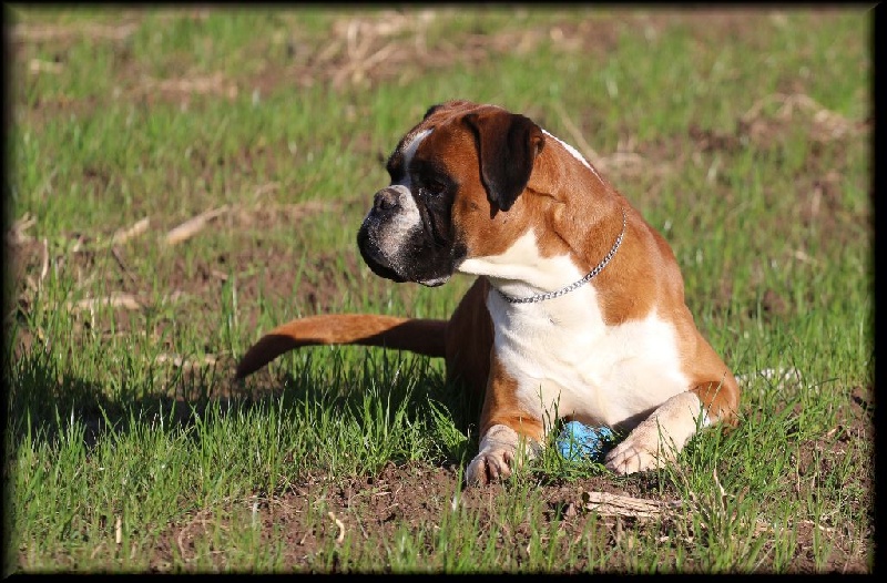 Publication : Mavikaflo's Auteur : José Robert