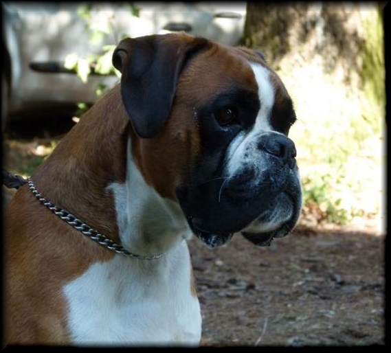 Publication : Mavikaflo's Auteur : José Robert