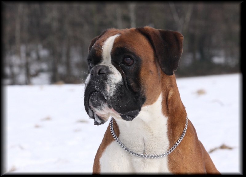 Publication : Mavikaflo's Auteur : José Robert