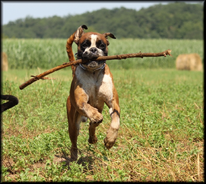 Publication : Mavikaflo's Auteur : José Robert