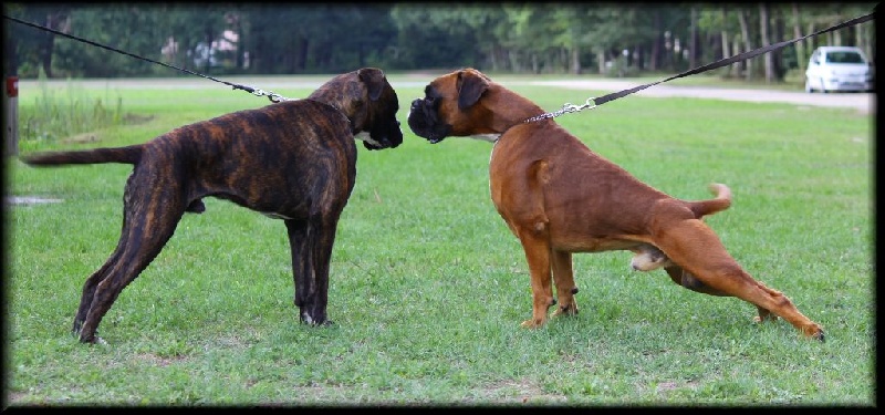 Publication : Mavikaflo's Auteur : Philippe JEAN