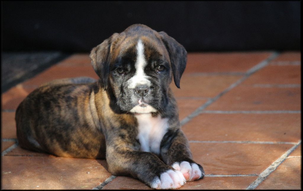 Chiot Boxer Male Bringe Napo Male Disponible En Occitanie 12 Aveyron Toutes Les Portees Les Chiots De Race Les Eleveurs Et Chiens De Race Sont Sur Chiens De France Com