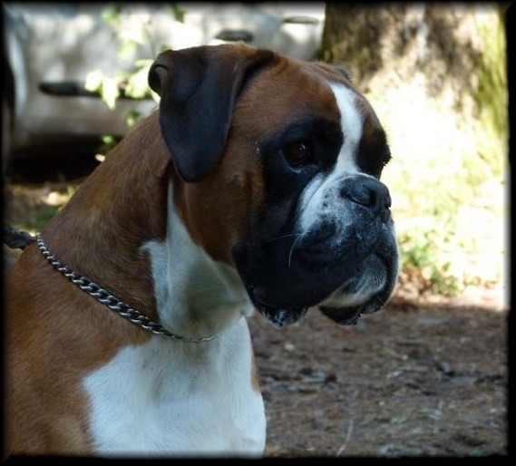 CH. Enzo de la vallée du coudon - CO, 1er Exc, RCACC, Médaille d'argent du Club