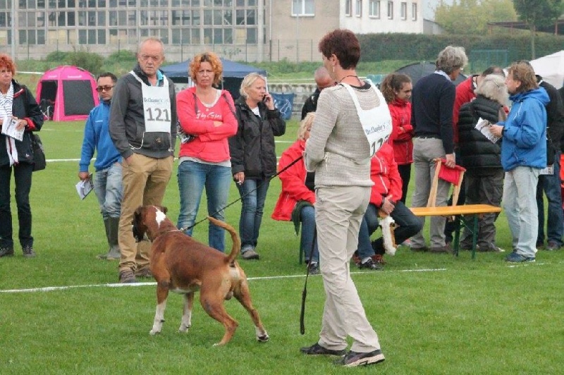 CH. Enzo de la vallée du coudon - 4ème Exc Classe Champion
