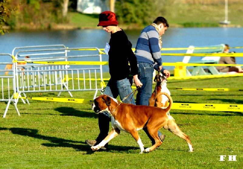 CH. Enzo de la vallée du coudon - 1er Exc classe Ouv., médaille d'argent