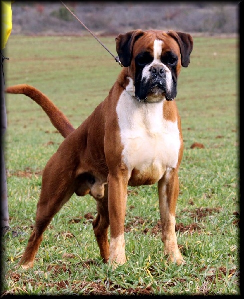 CH. Enzo de la vallée du coudon - RCACIB/CACS 1er Exc