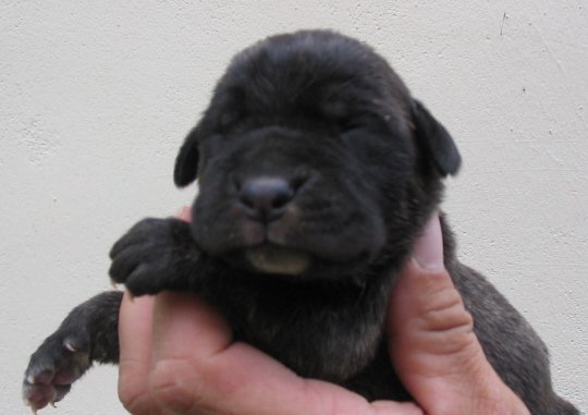 Publication : Du Sang Magnifique Auteur : drulic nikola