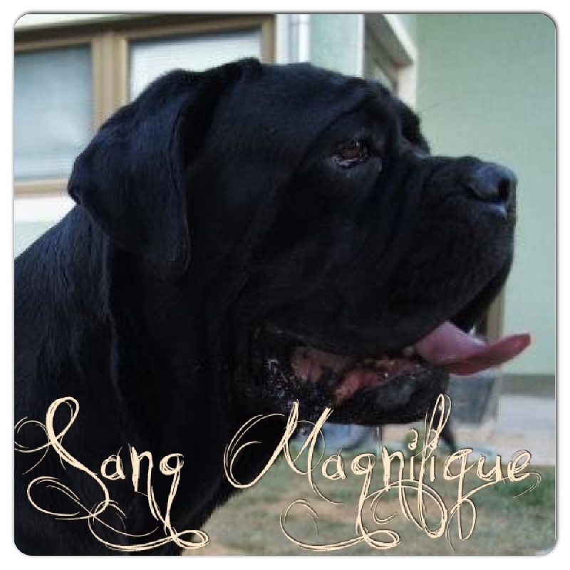 Publication : Du Sang Magnifique Auteur : Drulic Nikola