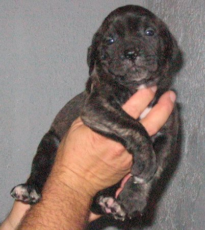 Publication : Du Sang Magnifique Auteur : drulic nikola