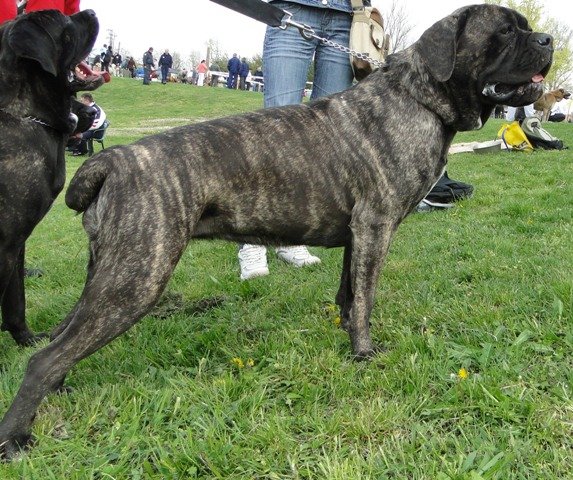 Publication : Du Sang Magnifique Auteur : drulic nikola