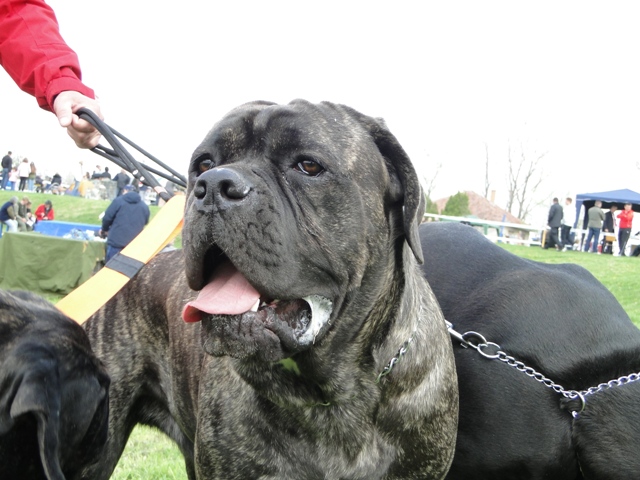 Publication : Du Sang Magnifique Auteur : drulic nikola