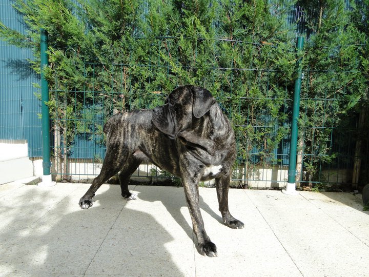 Publication : Du Sang Magnifique Auteur : drulic nikola