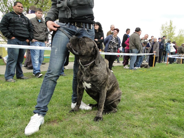 Publication : Du Sang Magnifique Auteur : drulic nikola