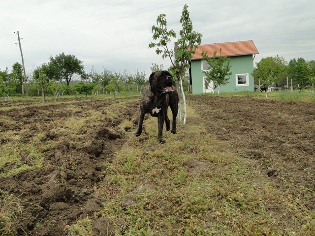 Publication : Du Sang Magnifique Auteur : drulic nikola