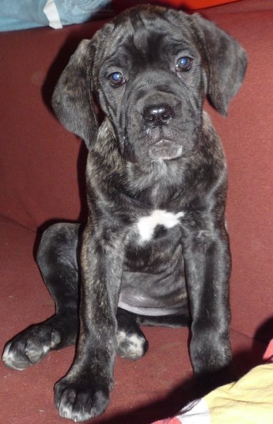 Publication : Du Sang Magnifique Auteur : drulic nikola