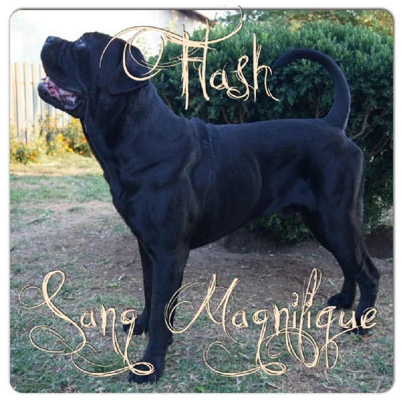 Publication : Du Sang Magnifique Auteur : Drulic Nikola